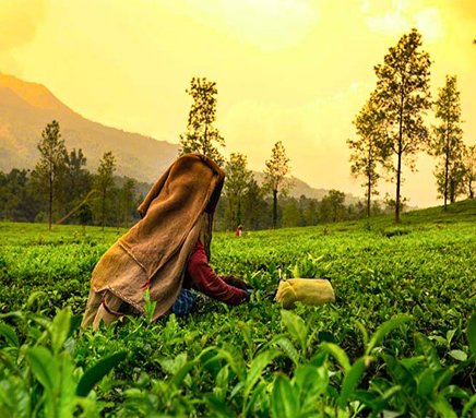 MunnarThekkadyTourPackage.jpg